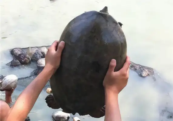 Central American Turtle Identity Information