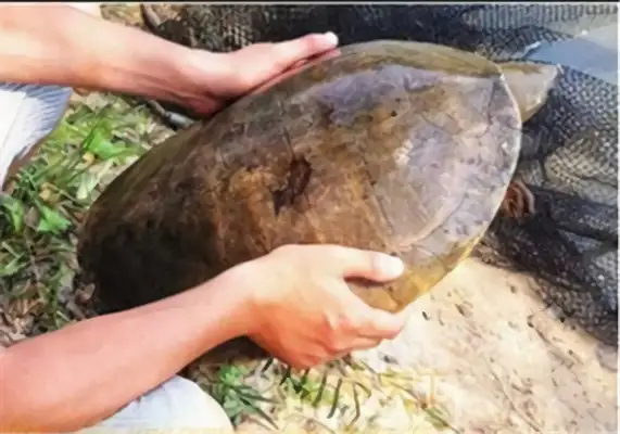 Central American Turtle Identity Information