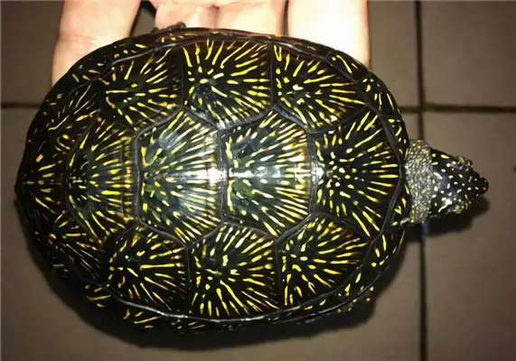 European Turtle Identity Information