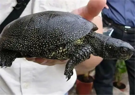 European Turtle Identity Information
