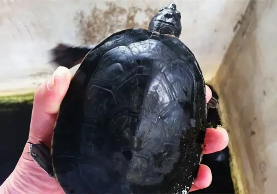 Central American Turtle Identity Information