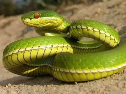 Blue Snake Identity Information