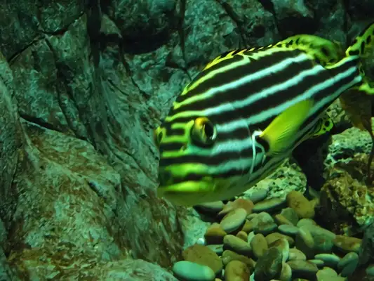 Big zebra fish identity information