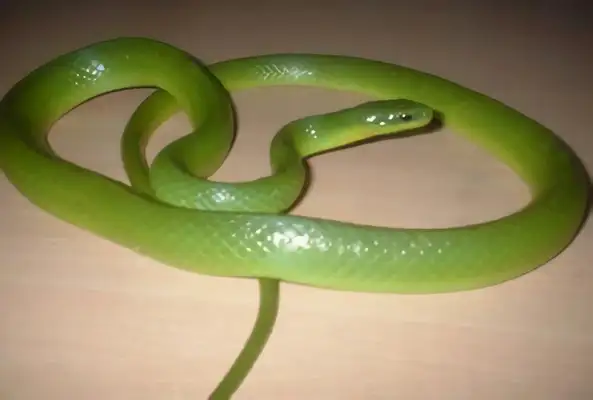 Blue Snake Identity Information