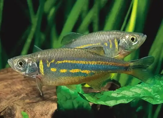 Big zebra fish identity information