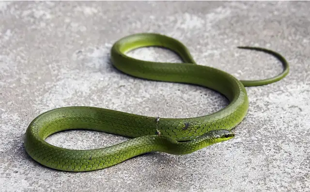Blue Snake Identity Information