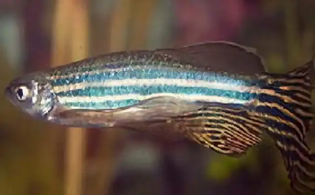 Big zebra fish identity information