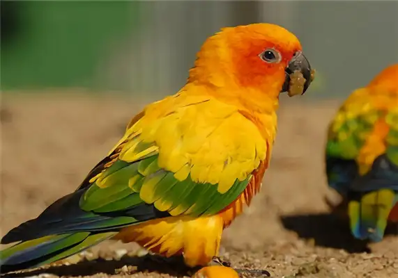 Information on the identity of the cone parrot