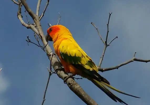 Information on the identity of the cone parrot