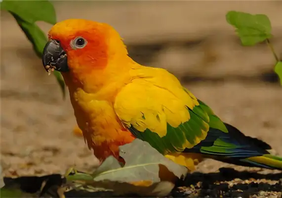 Information on the identity of the cone parrot