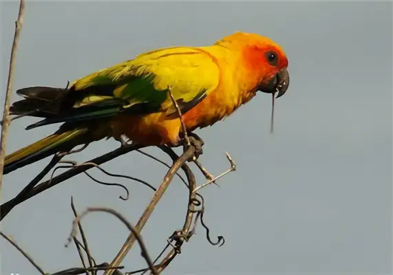 Information on the identity of the cone parrot