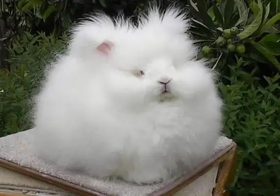 Angolan Rabbit Identity Information