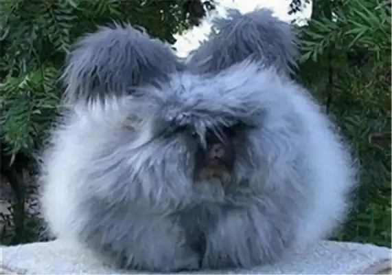 Angolan Rabbit Identity Information