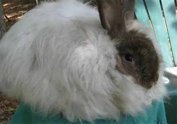Angolan Rabbit Identity Information