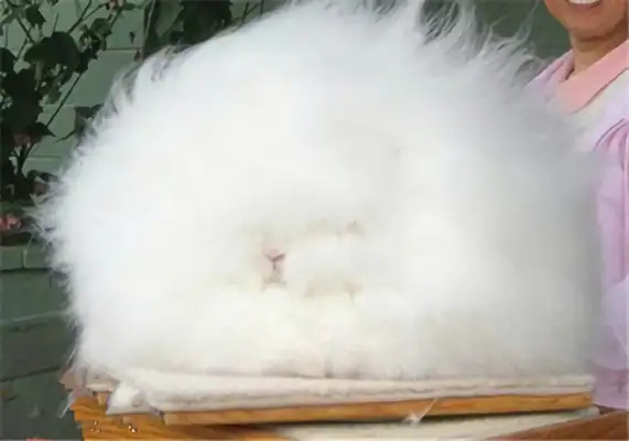 Angolan Rabbit Identity Information