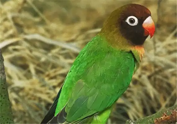 Black-faced parrot identity information