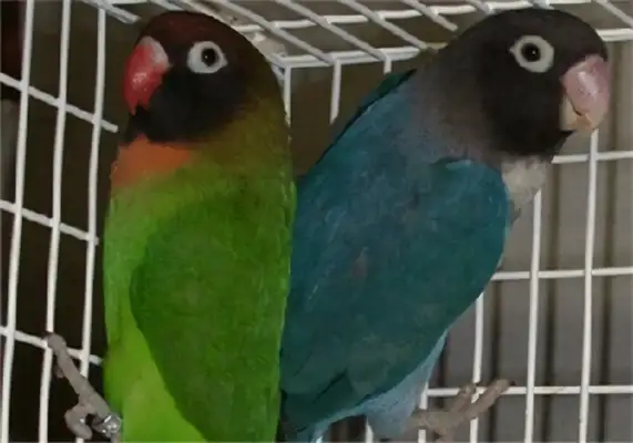Black-faced parrot identity information