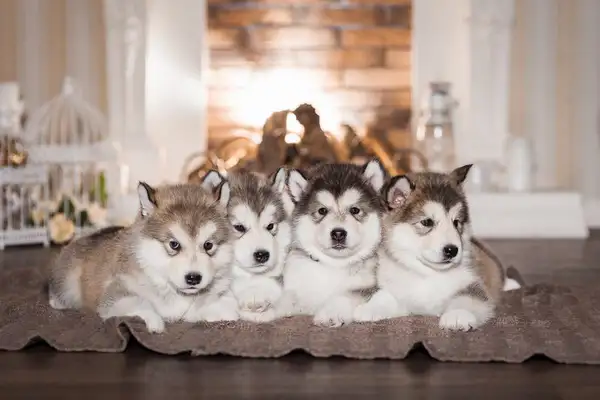 Introduction to Butterfly Dogs: A perfect combination of grace and gentleness