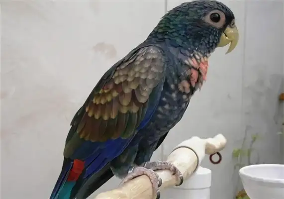 Identity information for the bluefin parrot