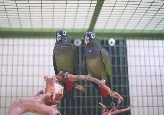 Identity information for the bluefin parrot