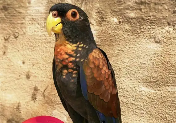 Identity information for the bluefin parrot