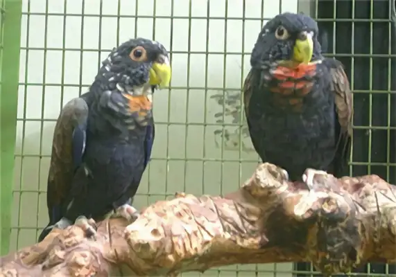 Identity information for the bluefin parrot