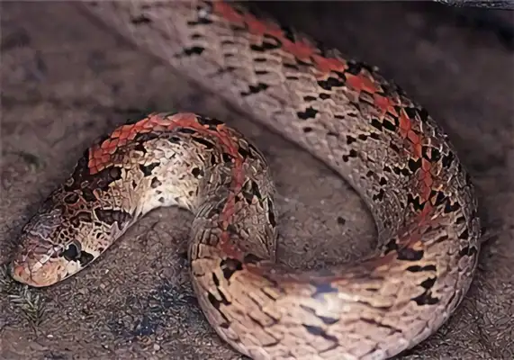 Information on the identity of the Little Snake in Taiwan