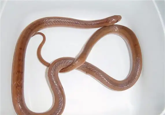 Information on the identity of the Little Snake in Taiwan