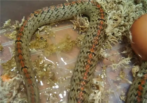 Information on the identity of the Little Snake in Taiwan