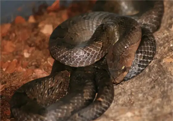 Information on the identity of the Little Snake in Taiwan