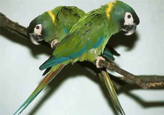I.D. for the parrot