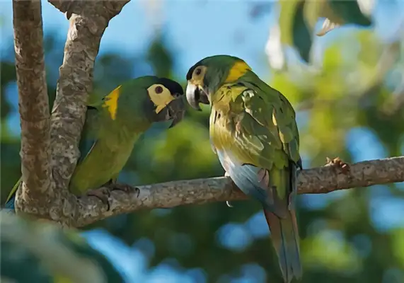I.D. for the parrot