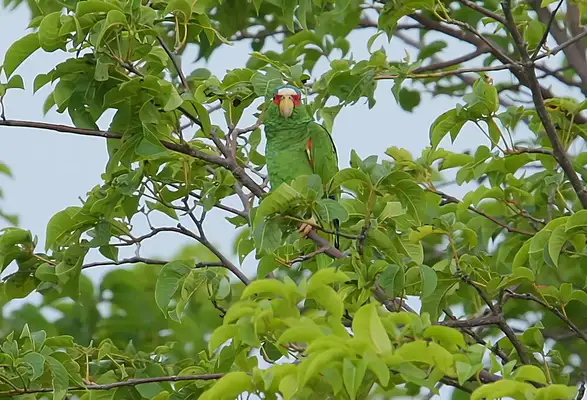 White-top parrot identity information
