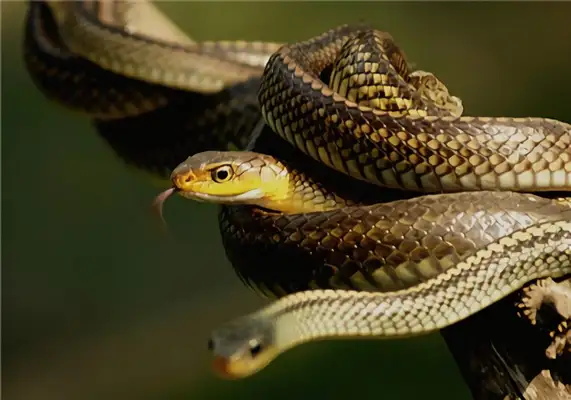 Mouse Snake Identity Information