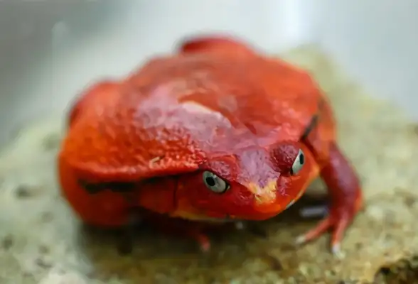 Antungili Red Frog Identity Information