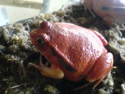 Antungili Red Frog Identity Information