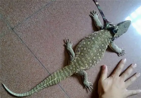 Information on the identity of the plain iguana