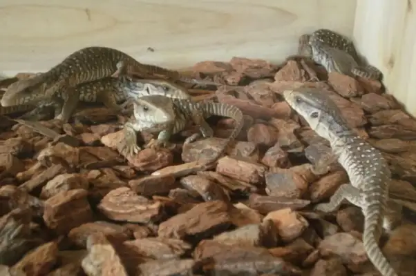 Information on the identity of the plain iguana