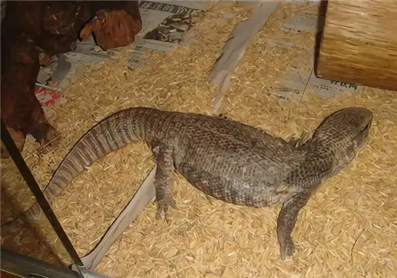 Information on the identity of the plain iguana