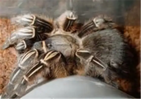 Identification of the foot of the zebra in Costa Rica