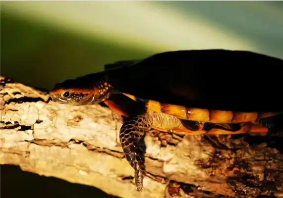 Red-head neck turtle identity information