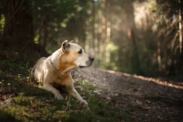 whebits: your personal pet partner