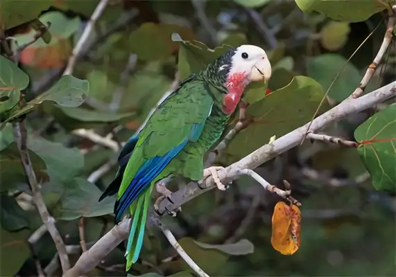 Cuban parrot identity information