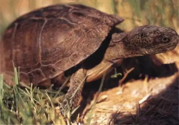 Swamp box turtle identity information