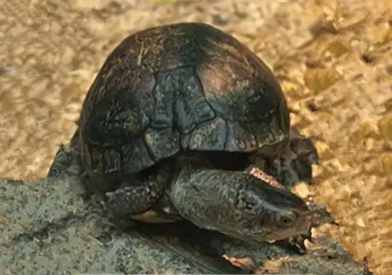 Swamp box turtle identity information