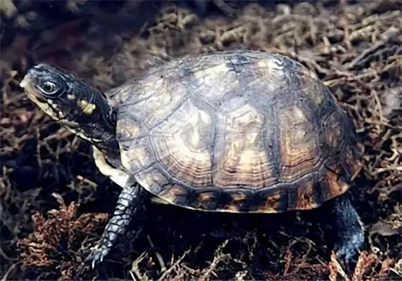 Swamp box turtle identity information