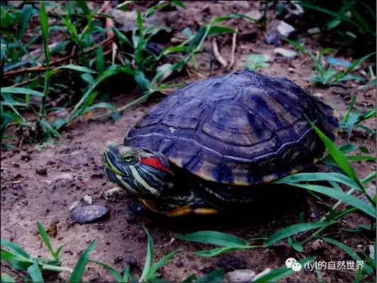 Red ear turtle. Red ear turtle
