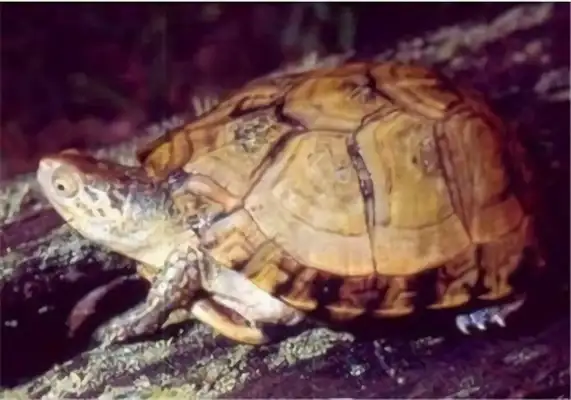 Swamp box turtle identity information