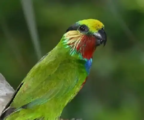 Edward's fig parrot identity information