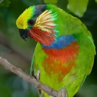 Edward's fig parrot identity information